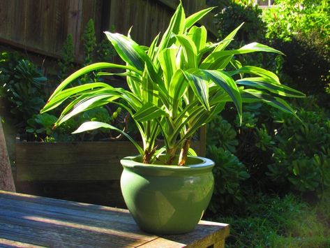 Dracaena corn plants are trending houseplant stars. Learn everything you need to know to keep your corn plant lush and lovely, from potting up to propagating. Best Compost Bin, Houseplants For Beginners, Growing Mushrooms At Home, Small House Garden, Types Of Mulch, Dracaena Plant, Corn Plant, Perennial Herbs, Strawberry Plants