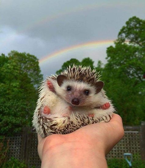 Hope Lupin, Tiny Hedgehog, Hedgehog Cute, Pygmy Hedgehog, Hedgehog Pet, Chin Length, Cute Rainbow, Cute Hedgehog, Favorite Animals