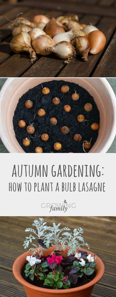 How to plant a spring bulb lasagne in a container - a quick and easy gardening job that will give you lots of blooms to enjoy in the depths of winter. Bulb Lasagne, Container Gardening Ideas, Diy Container Gardening, Easy Gardening, Market Garden, Landscape Plans, Spring Bulbs, Growing Family, Easy Garden