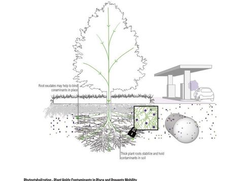 Can Lead in Soil be Remediated with Plants? Check out this radio interview. - Offshoots Soil Diagram, Soil Remediation, Good Job, Soil, Landscape Design, Interview, Canning, Architecture, Plants