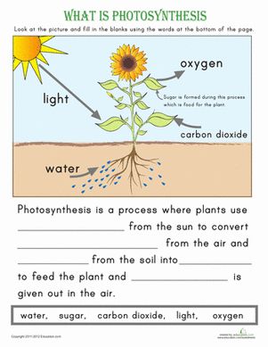 First Grade Reading & Writing Worksheets: What is Photosynthesis? Cellular Respiration Activities, Photosynthesis Projects, Photosynthesis Activities, Evs Worksheet, Photosynthesis Worksheet, Photosynthesis And Cellular Respiration, Natural Science, Plant Science, Development Activities