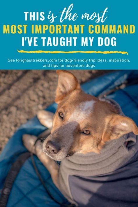 Hyperactive Dog, Dog Travel Bed, Dog Behaviorist, Dog Commands, Service Dog Training, Reactive Dog, Dog Training Advice, Dog Training Techniques, Calm Dogs