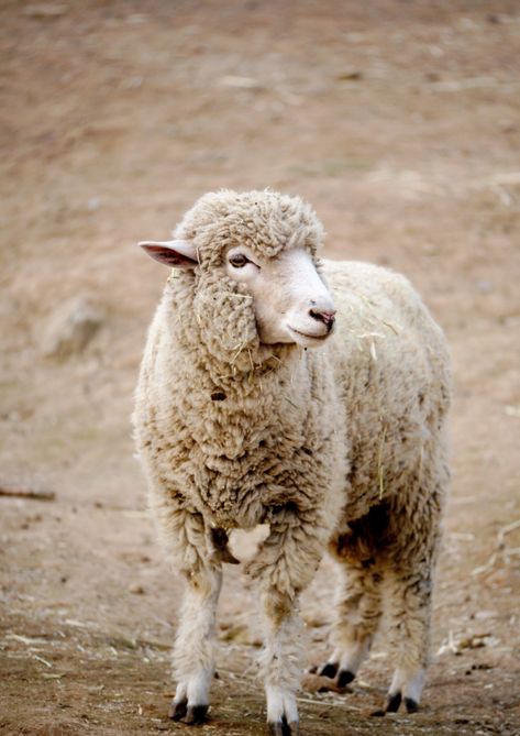 WHAT YOU NEED TO KNOW ABOUT THE COLOR BEIGE Sheep Images, Expensive Art, Sheep Art, Shaun The Sheep, Grey Home Decor, Sheep And Lamb, Grey Paint Colors, Cute Sheep, Mountain Goat