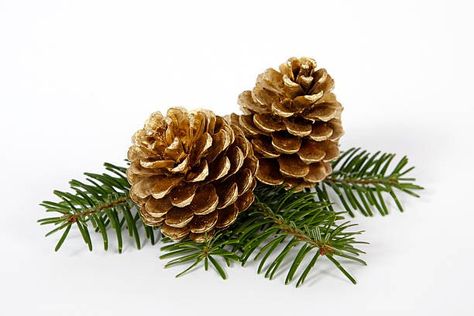 Pine Cone Tree, White Pine Cone, Pine Cone Crafts, Holly Leaves, Christmas Greenery, Magnolia Flower, Christmas Card Design, Holly Leaf, Pine Needles