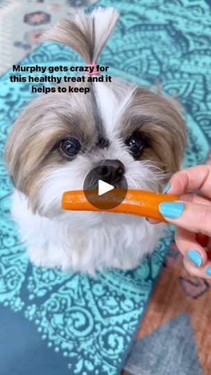 Carrot Dogs, Doggie Treats, Dog Health Tips, Easy Treats, January 29, Waffle Recipes, Wonderful Life, Dog Treat, Dog Snacks