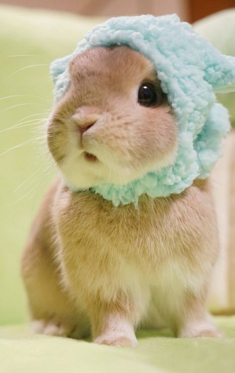 Adorable Bunny with a green knit hat Cute Bunny Pictures, Bunny Pictures, Cute Bunnies, Baby Animals Pictures, Super Cute Animals, 웃긴 사진, Baby Animals Funny, Baby Bunnies