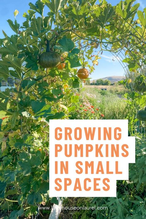 This guide will teach you how growing pumpkins in small spaces the right way can result in a healthy, plentiful pumpkin harvest in your small garden. Are you ready for your best season yet? Grow Pumpkins, Pumpkin Garden, Pumpkin Harvest, Growing Pumpkins, Homestead Gardens, Growing Veggies, Greenhouse Plans, Small Pumpkins, Edible Garden