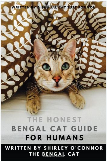 Cat Guide, Cat Diary, Cat And Kitten, Bengal Kitten, Bengal Cats, Kitten Care, Bengal Cat, Pet Store, Guide Book