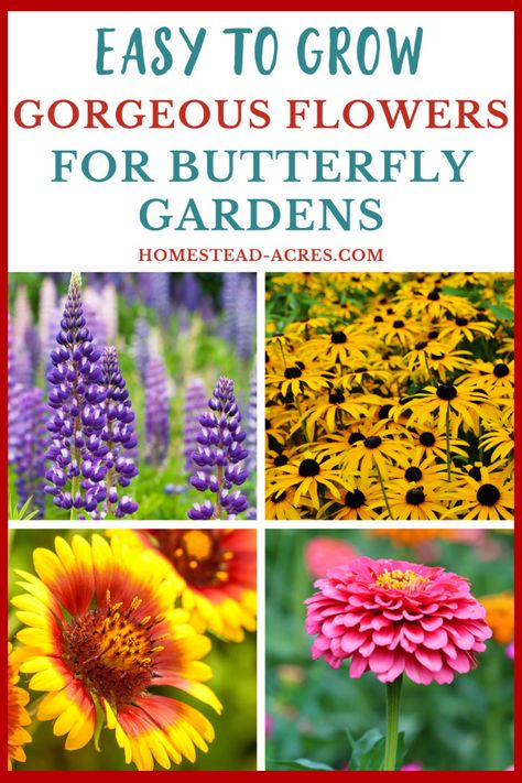 Flowers For Butterflies, Ideas Para Decorar Jardines, Easy To Grow Flowers, Flowers That Attract Butterflies, Butterfly Garden Plants, Funny Vine, Butterfly Gardens, Butterfly Plants, Best Flowers