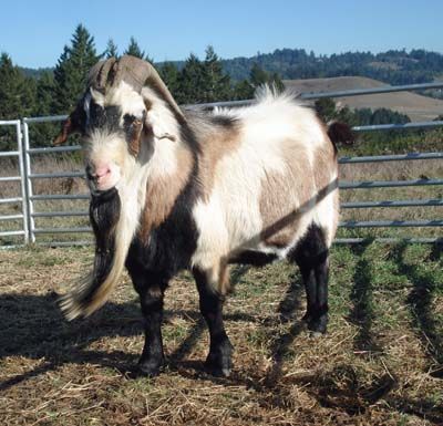 Meat Goats, Kiko Goats, Goat Ideas, Raising Livestock, Goats For Sale, Alfalfa Hay, Boer Goats, Goat Meat, Native Language