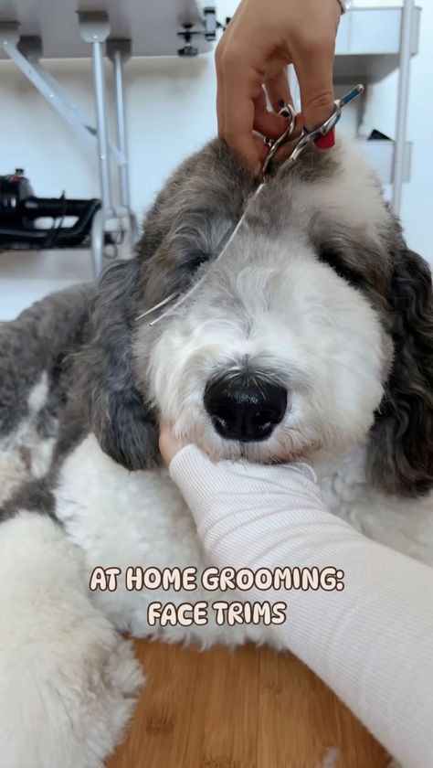 Bri & Oatley | HOW WE DO OUR AT HOME FACE TRIM 🐾 it’s not perfect but this is just what works for us! let me know if you find this helpful & leave any... | Instagram How To Trim Labradoodle Face, Doodle Hairstyles, Labradoodle Grooming, Dog Grooming Diy, Goldendoodle Grooming, Face Trimmer, Sheepadoodle Puppy, Meds For Dogs, Dog Grooming Styles