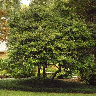 Best Medium and Small Trees - Neil Sperry's GARDENS Yaupon Holly Landscaping, Yaupon Holly Tree, Privacy Shrubs, Yaupon Holly, Texas Mountain Laurel, Desert Willow, Backyard Trees, Holly Tree, Mountain Laurel