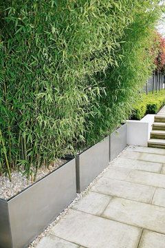 What depth is that container and is that a clumping bamboo. Thanks Privacy Fence Landscaping, Garden Privacy Screen, Bamboo Planter, Garden Privacy, Backyard Privacy, Garden Screening, Bamboo Garden, Privacy Screen Outdoor, Fence Landscaping