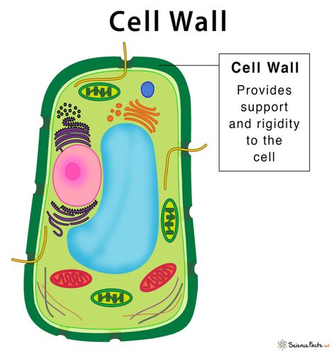 The color of a cell wall can provide important information Cell Wall: Definition, Structure, & Functions with Diagram Plant Cell Color Diagram of ... Cells Microscope, Prokaryotic Cell, Science Homework, Plasma Membrane, Plant Structure, Animal Cell, Plant Cell, Cell Wall, Diagram Design