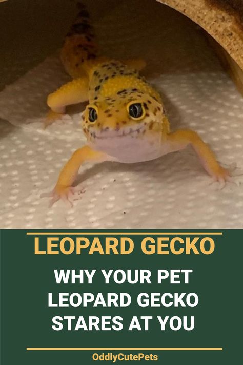 Leopard Gecko Pictures, Leopard Gecko Needs, Leopard Gecko Crochet, Leopard Gecko Natural Habitat, Leopard Gecko Colors, Moist Hide Leopard Gecko Diy, Albino Leopard Gecko, Gecko Habitat Ideas, Lepord Gecko Tank Set Up