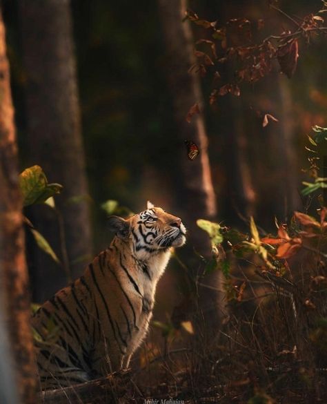 Bengal Tiger Aesthetic, Bengal Tiger Photography, Tiger World, Big Cats Photography, Tiger Artwork, Cute Tiger, Tiger Pictures, Most Beautiful Animals, Bengal Tiger