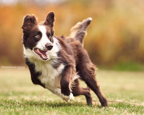 Dog Running Photography, Animals In Action Photography, Running Dog Reference, Dogs Reference Photography, Dog Action Poses, Dog Action Photography, Animal Reference Photos Action Poses, Animal Action Poses, Border Collie Reference