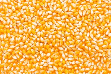 Free photo corn cob seed | Free Photo #Freepik #freephoto #corn-background #sweetcorn #corn #maize Popcorn Seeds, Creme Puff, Corn Seed, Dried Corn, White Corn, Yellow Corn, Corn Kernel, Seed Company, Corn On Cob