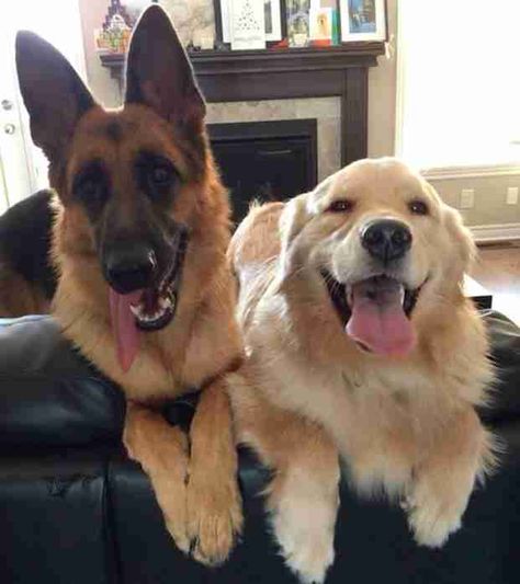 Golden Shepherd Dog, German Shepard Golden Retriever, Best Friend Animals, German Shepherd Golden Retriever, German Shepherd And Labrador, Golden German Shepherd, 3 Dogs, German Shepard And Golden Retriever Puppies, 2 Dogs Together