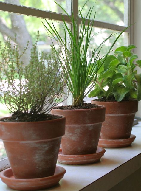 Last year's terra cotta pots look great. So do last century's. The problem can be new ones—virgin terra cotta can look so, well, orange. Your herbs deserve better. So we were excited when we spotted a simple DIY technique, via The Rescued Home, for transforming new terra cotta pots into instant antiques: Kitchen Window Herb Garden, Window Herb Garden, Aging Terra Cotta Pots, Tattoo Plant, Terra Cotta Pots, Terracotta Plant Pots, Herb Pots, Growing Herbs, Planting Herbs