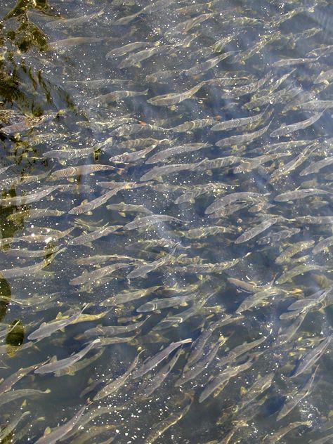 Spawning Salmon. Ketchikan, Alaska. Alaskan Animals, Spawning Salmon, Alaska Salmon Fishing, Alaska Fishing, Ketchikan Alaska, King Salmon, Fairbanks Alaska, Alaskan Cruise, Salmon Fishing