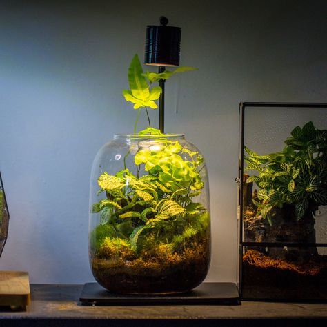 Pteris Cretica, Terrarium Wedding, Indoor Water Garden, Glass Houses, Terrarium Containers, Geometric Terrarium, Moss Terrarium, Biophilic Design, Led Grow Light