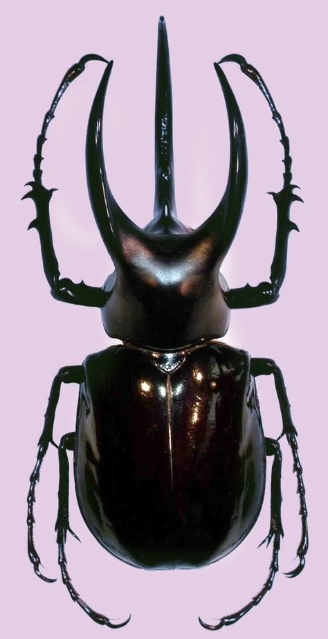 Rhino Beetle, Beetle Art, Cool Insects, Beetle Insect, Insect Collection, Cool Bugs, Bug Art, Stag Beetle, A Bug's Life