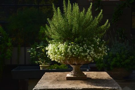 Fall Pots, Potted Garden, Deborah Silver, Summer Planter, Rosemary Plant, Patio Flowers, Garden Inspo, Courtyard Design, Garden Urns