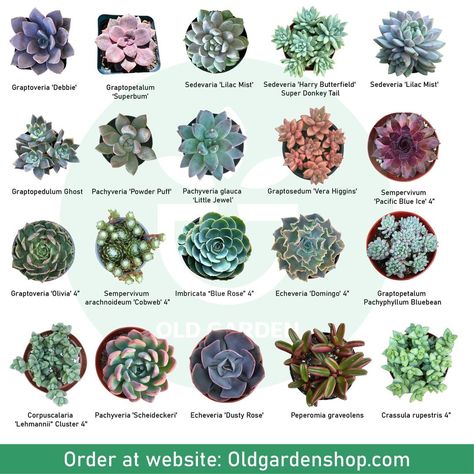 Old Garden Succulents | Tips to help succulents sprout quickly #oldgarden #oldgardenshop #succulent #succulents #succulentsgarden #succulentgarden #raresucculents… | Instagram Succulent Names, Garden Succulents, Old Garden, Plant Care Houseplant, Rare Succulents, Ornamental Plants, Useful Tips, Garden Shop, Succulents Garden