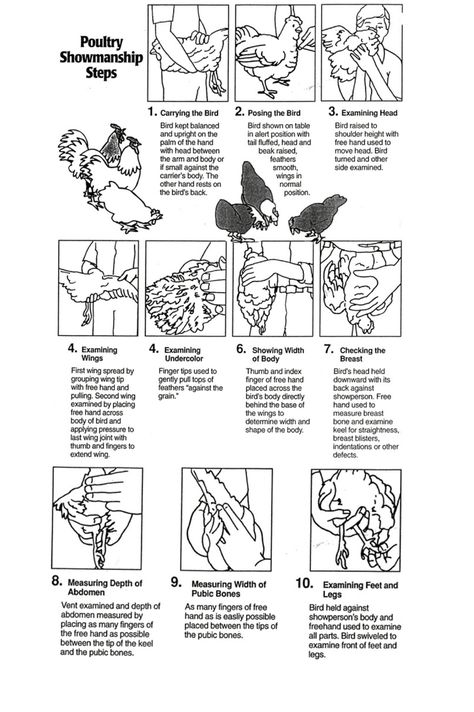 Poultry showmanship steps from an older American Poultry Association publication. 4h Poultry Project Ideas, Showing Chickens For 4h, 4h Chicken Project, 4h Chicken Showing, Chicken Showmanship, Showing Chickens At Fair Poultry, Chicken Showing, Poultry Showmanship, Parts Of A Chicken Diagram