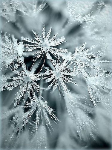 Explore menelwena's photos on Flickr. menelwena has uploaded 464 photos to Flickr. Foto Macro, A Dandelion, Winter Szenen, Snow Flakes, Winter Love, Airbrush Art, Winter Magic, Winter Scenery, Winter Beauty