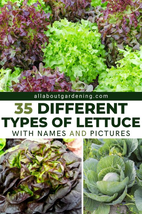 Garden Lettuce, Lettuce Garden, Lettuce Benefits, When To Plant Lettuce, Planting Lettuce From Seed, Lettuce Types, How To Harvest Lettuce Seeds, Different Types Of Lettuce, Purple Lettuce