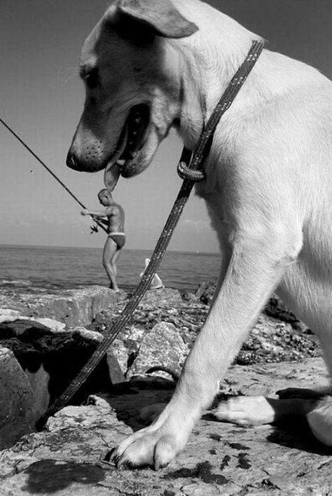 These perfectly timed dog photos deserve to be framed Photo Illusion, Forced Perspective, Giant Dogs, Jack Russells, Perfectly Timed Photos, Black And White Photograph, Perfect Timing, Jack Russell Terrier, Golden Retrievers