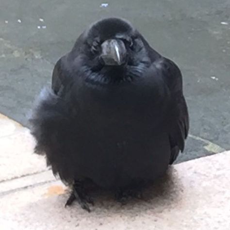 Crows Ravens, Silly Animals, Cute Birds, Cute Creatures, Animal Photo, Cute Little Animals, 귀여운 동물, Animal Memes, Cute Funny Animals