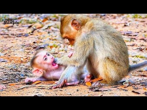 Baby Monkeys, Jungle Life, Rainbow Blocks, Wild Baby, The Mistake, Cute Monkey, Baby Monkey, Cute Animal Videos