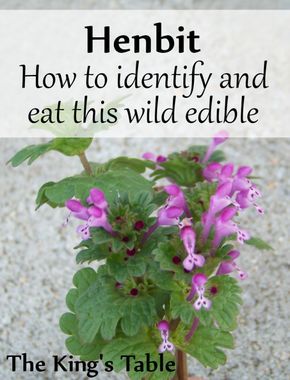 Wild Edible: Henbit --  How to identify and eat this common weed | The King's Table Henbit Recipe, Henbit Uses, Medicinal Wild Plants, Medicinal Weeds, Edible Weeds, Herbs Illustration, Wild Foraging, Wild Food Foraging, Wild Herbs