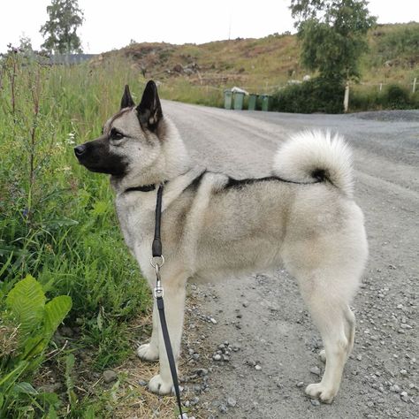 Norwegian Elkhound Puppy, Norweigen Elkhound, Elkhound Norwegian, Elkhound Puppies, Animal Drawing Inspiration, Norwegian Elkhounds, Norwegian Elkhound, Pet Spa, Group Of Dogs