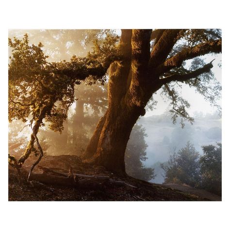 Willem Verbeeck on Instagram: “California trees 🌳✨ . Hand C-type prints” Willem Verbeeck Photography, Willem Verbeeck, California Trees, Photography Board, Photo Composition, California Coastal, Kodak Portra, Documentary Photography, Landscape Photos