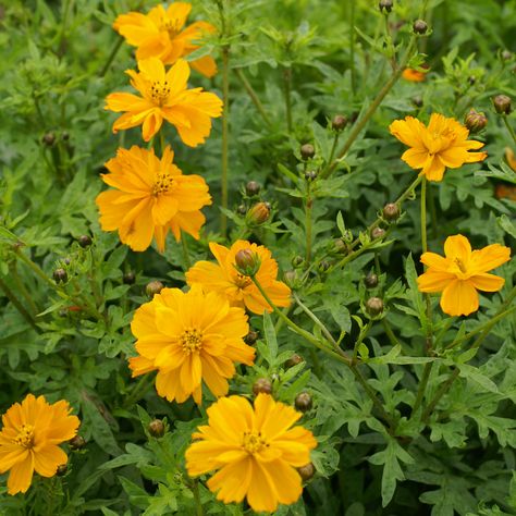 Sulfur Cosmos, Cosmos Sulphureus, Cosmos Plant, Flowers To Go, Clock Flower, Flower Seeds Packets, Beneficial Insects, Growing Seeds, Types Of Soil