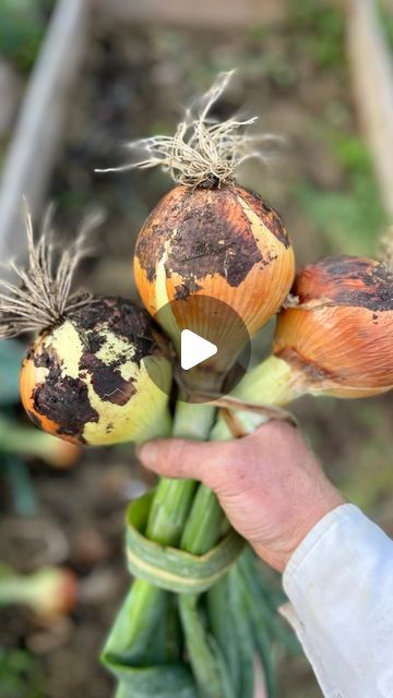 Onions From Seed, Garden Hack Ideas, Grow Onions, Green Onions Growing, Growing Onions, Onion Bulbs, Planting Onions, Growing Greens, Ground Level