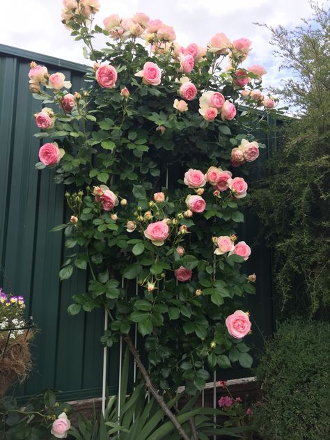 Eden Roses Climbing, Eden Climbing Rose, Climbing Roses Trellis, Roses Climbing, Rambling Roses, Rose Plant Care, Landscaping With Roses, Eden Rose, Rose Garden Design