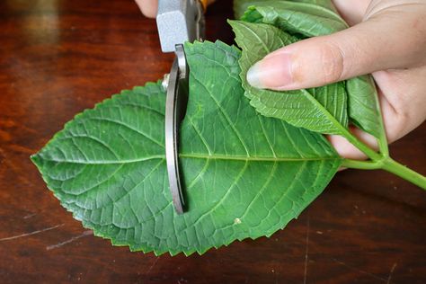 How To Propagate Hydrangeas, Hydrangea Cuttings, How To Grow Hydrangeas, Hydrangea Plant Care, Propagating Hydrangeas, Hydrangea Varieties, Grafting Plants, Hydrangea Leaves, Hydrangea Quercifolia