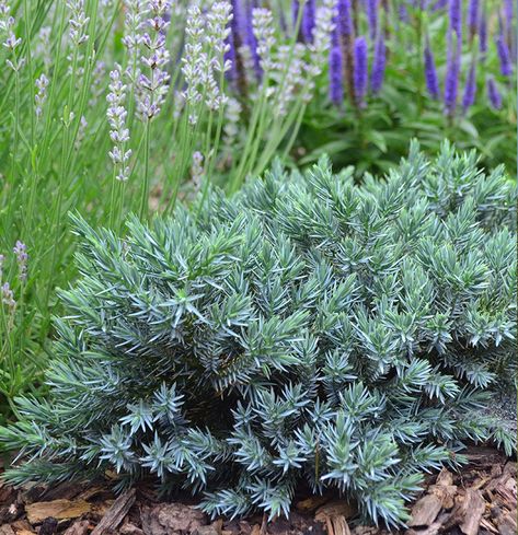 Grey Owl Juniper, Juniperus Squamata, Blue Star Juniper, Blue Juniper, Evergreen Groundcover, Evergreen Garden, Grey Owl, Small Shrubs, Border Plants