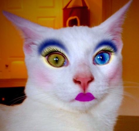 Cat wearing makeup! Funny Cat Jokes, Funny Cat Faces, Image Chat, Cute Cat Wallpaper, Funny Animal Jokes, Funny Animal Memes, Cute Cats And Kittens, Cute Cows