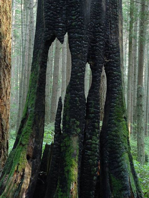 Burnt Out Tree Trunk Forest Fire Regrowth, Burnt Forest, Burnt Tree, Burning Tree, Large Trees, Sweet Smell, Big Tree, Forest Fire, Tree Forest