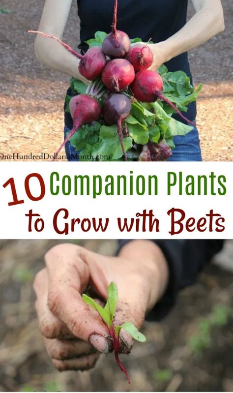 Beets are one of those foods that you either love or hate.  I personally am in the love camp.  I could easily eat beets every day.  I can’t even imagine a garden where I wouldn’t find a place to grow beets.  Because I am such a huge fan of beets and lists, I’ve decided to … Grow Beets, Beet Plant, Growing Beets, Planting Plants, Companion Gardening, Garden Companion Planting, Growing Tomatoes In Containers, Companion Plants, Love Or Hate