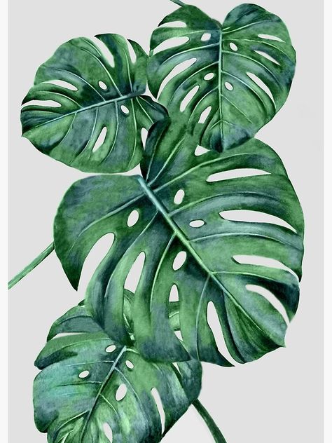 Monstera Poster, 수채화 그림, Plant Painting, Monstera Plant, Plant Art, Leaf Art, Botanical Illustration, Botanical Art, 그림 그리기