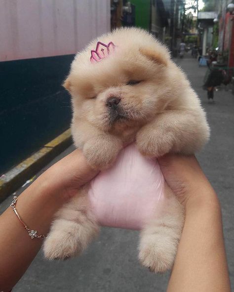 Perros Chow Chow, Chow Chow Puppy, Puppy Chow, Baby Animals Pictures, Fluffy Dogs, Fluffy Animals, Cute Dogs And Puppies, Cute Animal Photos