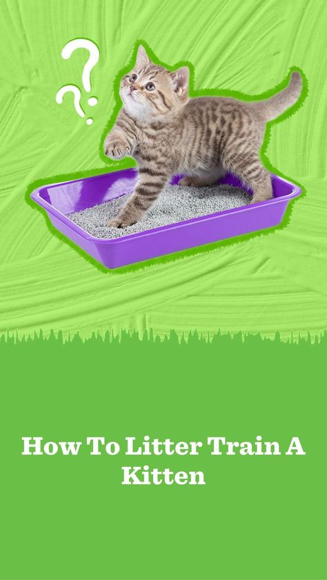 Learning how to litter train a kitten is easier with these tips from veterinarians and the right supplies. Find out when to start, how to choose the best litter box and where to put it. Litter Training Kittens, Kitten Tips, Training A Kitten, Best Litter Box, Best Cat Litter, Bad Cats, Boxing Training, Cat Top, Cat Training