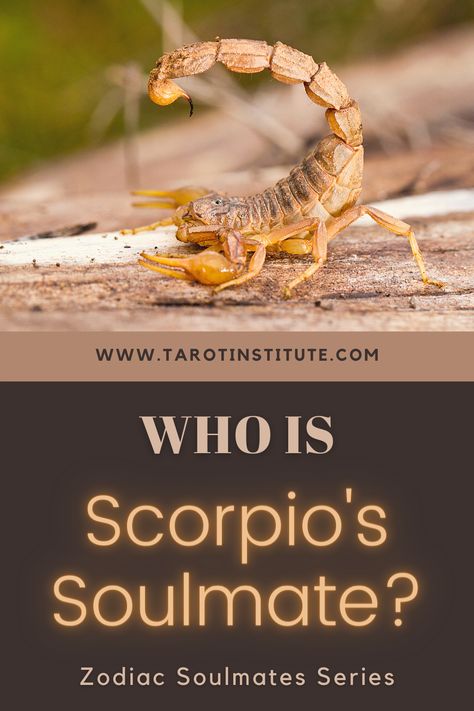 In this article, we're going to find out Who is Scorpio’s Soulmate and how can Tarot Cards help them find one! Scorpio Leo Tattoo Combined, Scorpio Soulmate Sign, Scorpio And Cancerian, Scorpio And Scorpio Compatibility, Pisces X Scorpio Couple, Scorpio Soulmate, Scorpio Zodiac Traits, Pisces And Scorpio Compatibility, Zodiac Soulmates